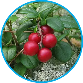 Arctic lingonberry extract ingredient in the Venus Factor formula