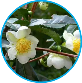 Camellia sinensis green tea ingredient in the Venus Factor formula