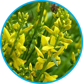 Genistein soy isoflavone ingredient in the Venus Factor formula